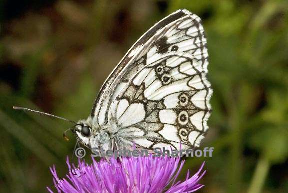 butterfly on thistle graphic